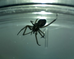 Steatoda grossa