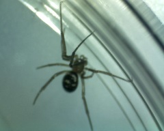 Steatoda grossa