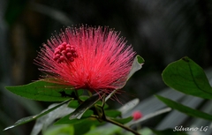Calliandra tergemina