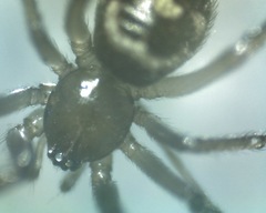 Steatoda grossa
