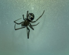 Steatoda grossa
