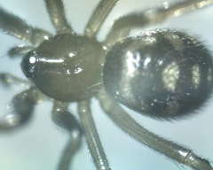 Steatoda grossa