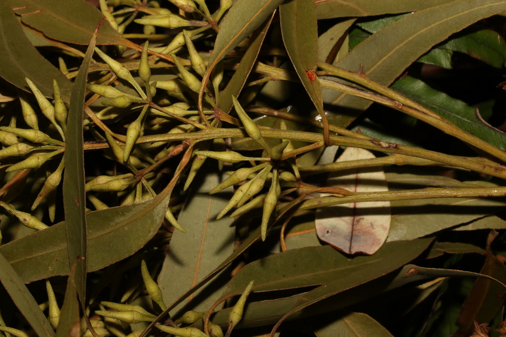 Eucalyptus resinifera hemilampra from Tinbeerwah QLD 4563, Australia on ...