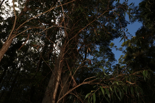Image of Melaleuca salicina by (c) Greg Tasney, some rights reserved (CC BY-SA)