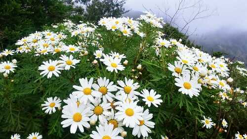 Argyranthemum callichrysum, photograph 2