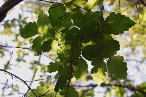 iNaturalist observation photo of Pacific poison oak