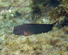 Hutchin's Blenny photo 4
