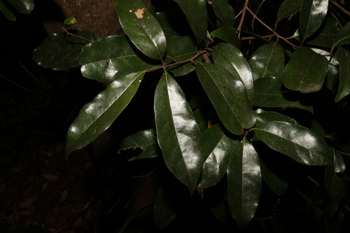 Image of Cryptocarya macdonaldii by (c) Greg Tasney, some rights reserved (CC BY-SA)
