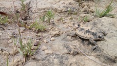 Phrynosoma braconnieri