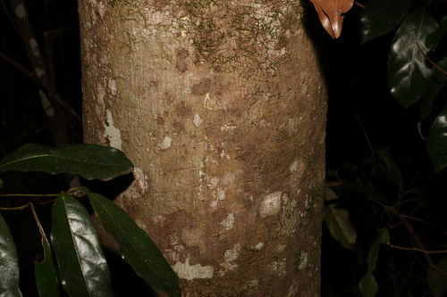 Image of Cryptocarya macdonaldii by (c) Greg Tasney, some rights reserved (CC BY-SA)