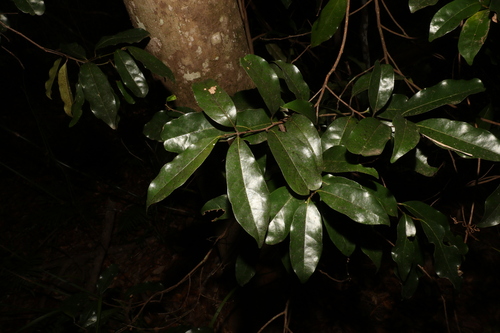 Image of Cryptocarya macdonaldii by (c) Greg Tasney, some rights reserved (CC BY-SA)