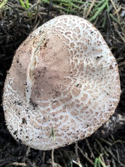 Lepiota fuliginescens