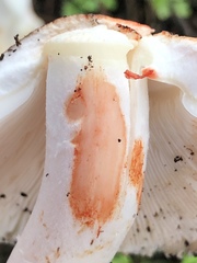 Lepiota fuliginescens