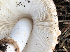 Lepiota fuliginescens