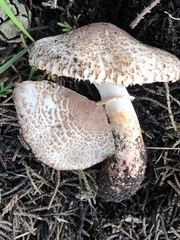Lepiota fuliginescens
