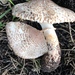 Lepiota fuliginescens - Photo (c) satucker, some rights reserved (CC BY-NC), uploaded by satucker