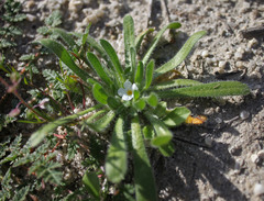 Plagiobothrys collinus californicus