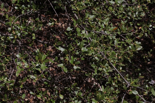 iNaturalist observation photo of California scrub oak