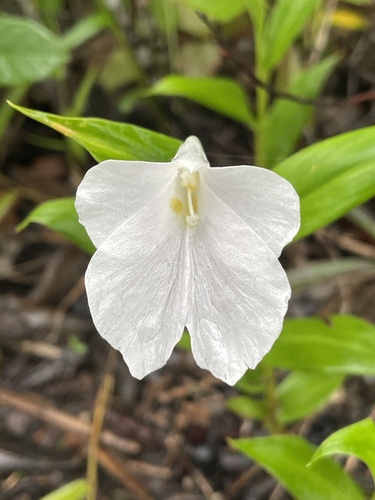Boesenbergia alba