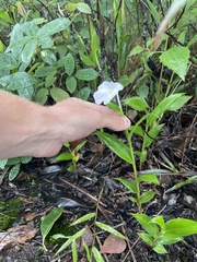 Boesenbergia alba, photograph Mike Butler, CC BY, iNaturalist via GBIF