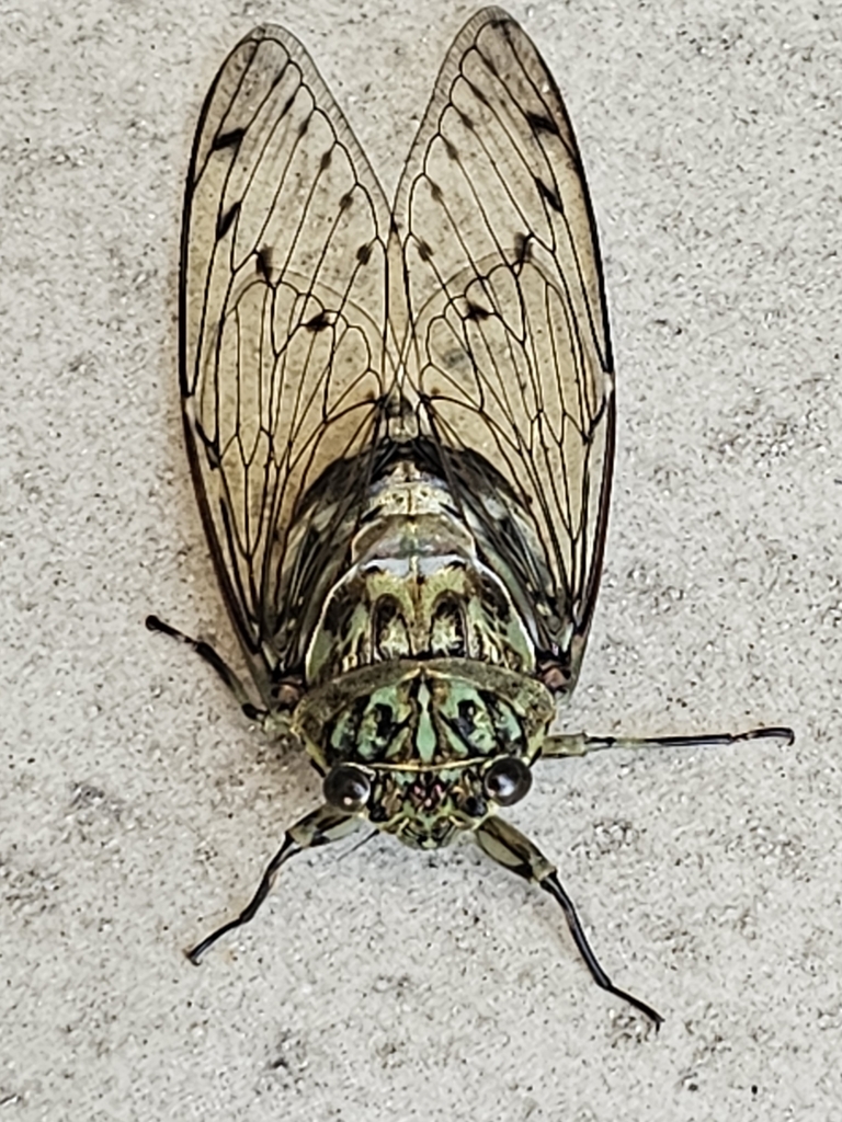 Robust Cicada from 日本 〒319-1222 on August 6, 2023 at 11:55 AM by 新井寿美 ...