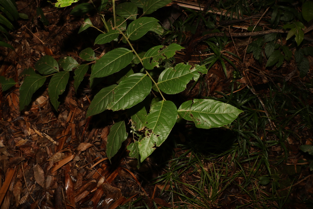 Umbrella Cheese Tree from Tinbeerwah QLD 4563, Australia on August 6