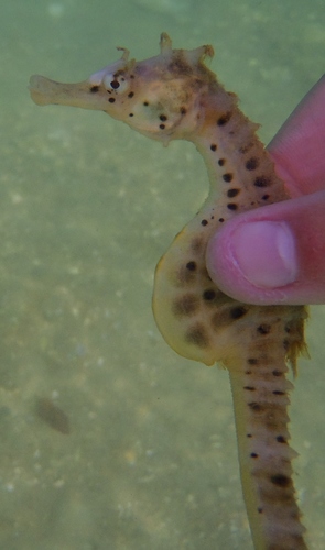 Hippocampus abdominalis