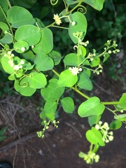 Helinus integrifolius