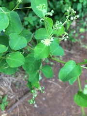 Helinus integrifolius