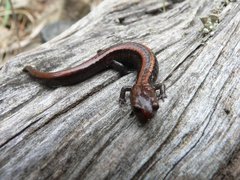 Plethodon elongatus