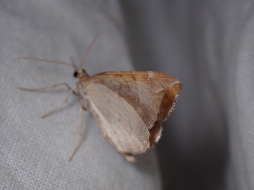 Chevron Moth, Schiermonnikoog, Netherlands, photo 8 of 10