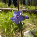 Penstemon subserratus - Photo (c) Tulipifera-ike, algunos derechos reservados (CC BY-NC), subido por Tulipifera-ike