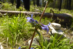Penstemon subserratus