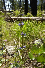 Penstemon subserratus