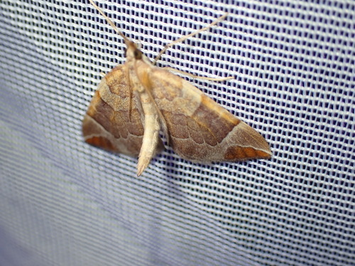 Chevron Moth, Schiermonnikoog, Netherlands, photo 6 of 10