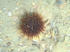 Evechinus chloroticus