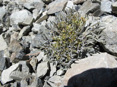 Lignocarpa carnosula