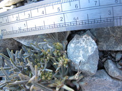 Lignocarpa carnosula