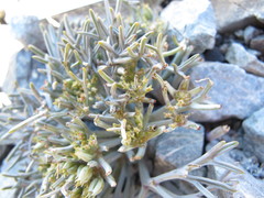 Lignocarpa carnosula