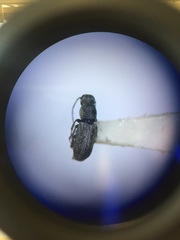 Euciodes suturalis