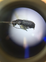 Euciodes suturalis