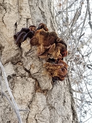 Agaricomycetes