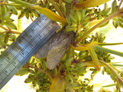 Ichneutica nullifera