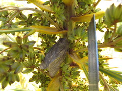 Ichneutica nullifera