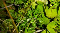 Ranunculus gracilipes