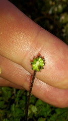 Ranunculus gracilipes