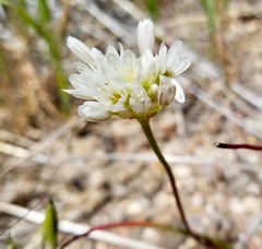 Allium munzii