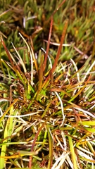 Juncus novae-zelandiae