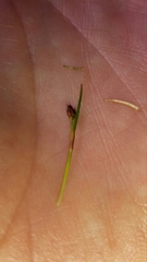 Juncus novae-zelandiae