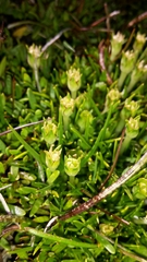 Colobanthus apetalus